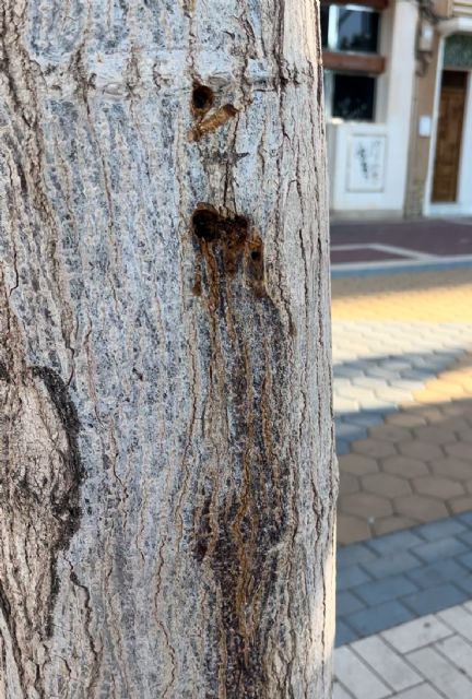 El Ayuntamiento denuncia el secado intencionado de tres ejemplares de morera adulta