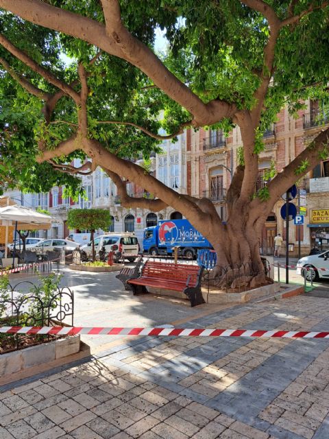 Uno de los ficus de La Glorieta inicia un proceso natural de exudación de savia