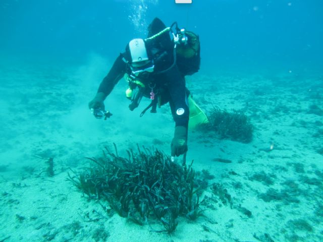 La Comunidad realiza trabajos de restauración de las praderas de Posidonia oceanica en la bahía del Hornillo en Águilas