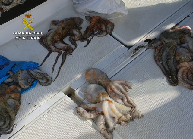 Decomisan 15 ejemplares de pulpo de talla inferior a la permitida en Águilas