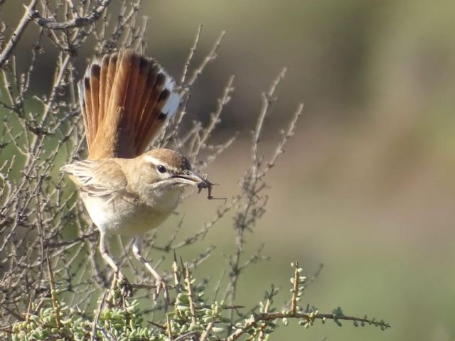 AMACOPE de Águilas denuncia la salvaje alteración del paisaje natural protegido de Cuatro Calas