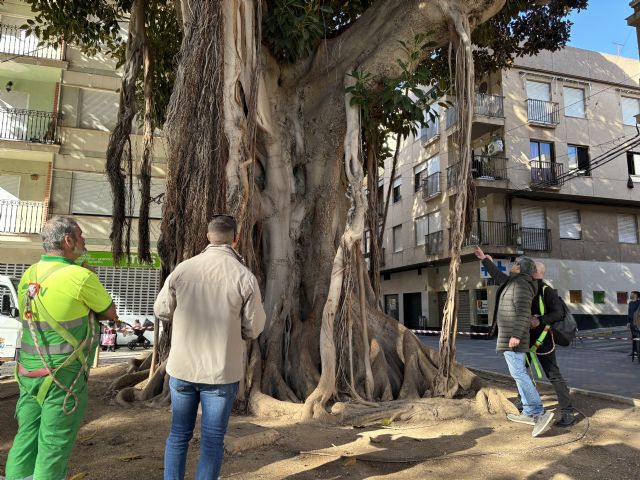 Retiran el balizamiento de uno de los ficus de Plaza de España tras el saneamiento del mismo