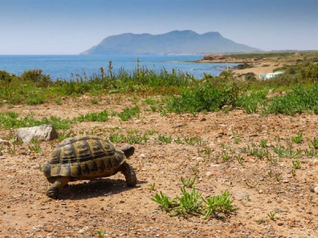 AMACOPE exige a Carreteras que impida las muertes de tortuga mora en el entorno de Cabo Cope