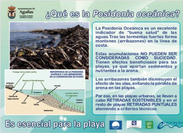 El Ayuntamiento conciencia sobre la importante función de los arribazones en las playas
